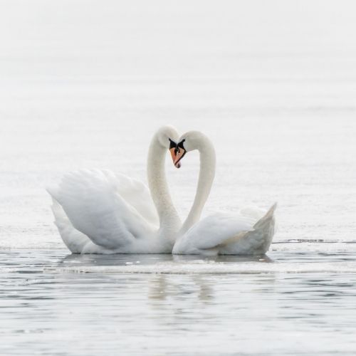 swans in love cute nicknames